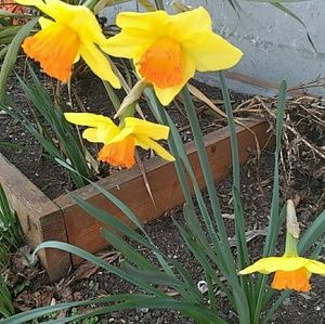 Meet your Posher, Carmen